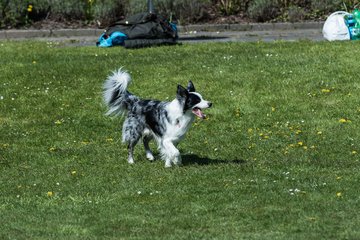 Bild 281 - VL Marienthaler THC - THC von Horn und Hamm